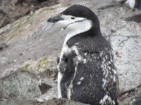 Chinstrap penguin © Ali Liddle-Oceanwide Expeditions (3).JPG_Ali Liddle
