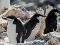 Chinstrap penguin © Morten Skovgaard-Oceanwide Expeditions (3).JPG_Morten Skovgaard