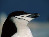 Chinstrap penguin_Franco Banfi