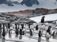 Colony of Gentoo penguins_Hanneke Dallmeijer