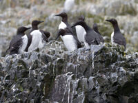 Common Guillemot, Spitsbergen, Alkefjellet, June_Olga Lartceva