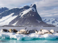 Crabeater seals, Yalour Islands © Sara Jenner - Oceanwide Expeditions.jpg_Sara Jenner