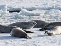 Crabeater seals, lounging on the Crystal Sound pack ice © Sandra Petrowitz - Oceanwide Expeditions.jpg_Sandra Petrowitz