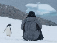 Curious Adelie penguin, Kinnes Cove © Sandra Petrowitz - Oceanwide Expeditions.jpg_Sandra Petrowitz
