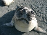 Curious Elephant Seal pup_Rob Tully