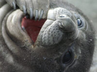 Cute looking Elephant Seal pup_Natalie Thibault