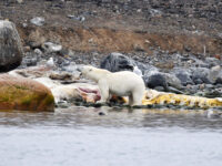Danskoya, polar bear with a sperm whale carcass © Geert Kroes - Oceanwide Expeditions.jpg_Geert Kroes