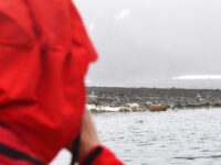 Danskoya, polar bear with sperm whale carcass; © Geert Kroes - Oceanwide Expeditions.jpg_Geert Kroes