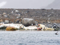 Danskoya, polar bear with sperm whale carcass © Geert Kroes - Oceanwide Expeditions.jpg_Geert Kroes