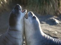 Disagreeing Elephant Seals_Wim van Passel
