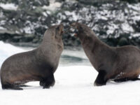 Disagreeing Fur Seals_Erwin Vermeulen