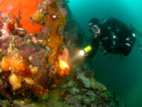 Diving in Antarctica © Carlos Villoch - Oceanwide Expeditions.jpg_Carlos Villoch