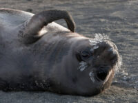 Elephant Seal with iced whiskers_Jan Veen