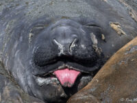 Elephant Seal © Ross Wheeler - Oceanwide Expeditions.jpg_Ross Wheeler