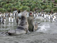 Elephant Seals, Gold Harbour, South Georgia_Femke Wolfert