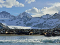 Elephant Seals_King Penguins_St Andrew's Bay_South Georgia_November_Martin van Lokven