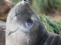 Elephant seal_Erwin Vermeulen