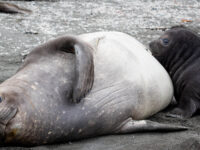 Elephant seals © Pippa Low - Oceanwide Expeditions.jpg_Pippa Low