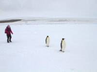 Emperor Penguins in the Weddell Sea_Douglas Newson