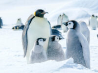 Emperor penguins, Snow Hill Island, Antarctica, Nov © Ilja Reijnen-Oceanwide Expeditions (1).jpg_Ilja Reijnen