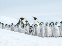 Emperor penguins, Snow Hill Island, Antarctica, Nov © Ilja Reijnen-Oceanwide Expeditions (38).jpg_Ilja Reijnen