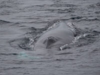 Fin Whale © Sara Jenner - Oceanwide Expeditions_Sara Jenner