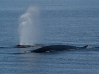 Fin Whales, (Spitsbergen), June © Josh Harrison-Oceanwide Expeditions.jpg_Josh Harrison