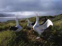 First practice in flying (Wandering Albatross)_Rinie van Meurs