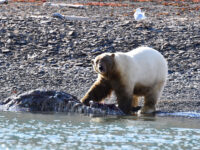 Freemansundet, polar bear with walrus carcass © Geert Kroes - Oceanwide Expeditions.jpg_Geert Kroes