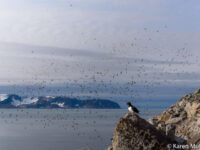 Fuglesangen Little Auk colony © Karen Mulders - Oceanwide Expeditions_Karen Mulders