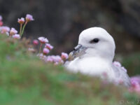 Fulmar © Sara Jenner - Oceanwide Expeditions.jpg_Sara Jenner