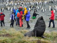 Fur Seal, King Penguins, Right Whale Bay, South Georgia, November © Martin van Lokven-Oceanwide Expeditions (1).jpg_Martin van Lokven