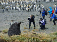 Fur Seals & King Penguins_South Georgia_Martin van Lokven