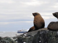 Fur seals, Detaille Island, Polar Circle © Jamie Scherbeijn-Oceanwide Expeditions.JPG_Jamie Scherbeijn