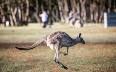 GS_Adel-Bris_Day_1_Grampians-39_1920