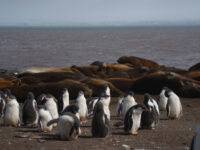 Gentoo Penguin chicks, Hanna Point, Antarctica ©Hadoram ShirihaiOceanwide Expeditions.JPG_Hadoram Shirihai