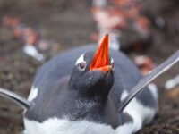 Gentoo Penguin_Wim van Passel