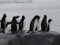 Gentoo Penguins, Antarctica © Jamie Scherbeijn-Oceanwide Expeditions.JPG_Jamie Scherbeijn