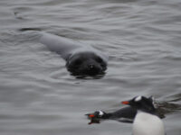 Gentoo Penguins, Elephant Seal, Antarctica © Jamie Scherbeijn-Oceanwide Expeditions.JPG_Jamie Scherbeijn