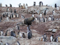 Gentoo Penguins, Fur Seal, Antarctica © Jamie Scherbeijn-Oceanwide Expeditions.JPG_Jamie Scherbeijn