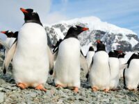 Gentoo Penguins on Danco island, Antarctica © Martin van Lokven - Oceanwide Expeditions.jpg_Martin van Lokven