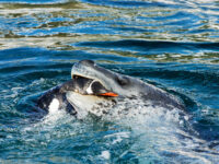 Gentoo penguin caught by a Leopard seal, Danco Island ©Martin van Lokven - Oceanwide Expeditions.jpg_Martin van Lokven