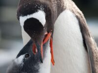 Gentoo penguin feeding chick_Erwin Vermeulen