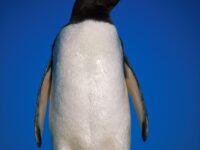 Gentoo penguin under a beautiful clear blue sky_Franco Banfi