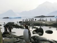 Gentoo penguins on a rocky Antarctic beach_Miss Scuba