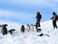 Gentoos in the snow, Antarctic Peninsula_Sandra Petrowitz