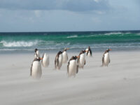 Gentoo's on a windy Falkland beach_Erwin Vermeulen