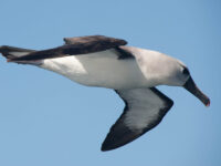 Grey-headed Albatross © Erwin Vermeulen-Oceanwide Expeditions.jpg_Erwin Vermeulen