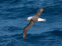 Grey-headed Albatross © Troels Jacobsen-Oceanwide Expeditions.JPG_Troels Jacobsen