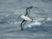 Grey-headed albatross, Drake passage © Unknown Photographer - Oceanwide Expeditions.jpg_Unknown Photographer